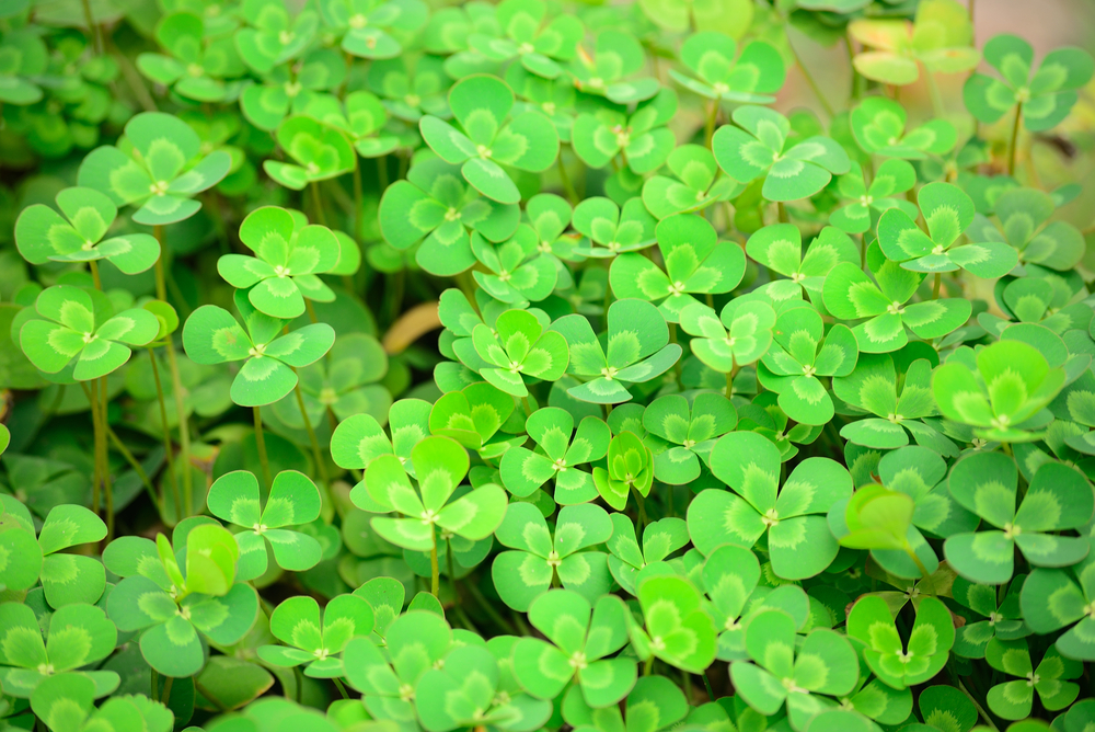 four-leaf-clover-Radio-Drama-Script